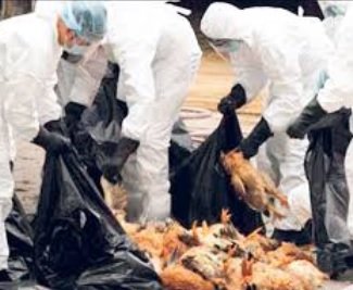 SELSEMA BURUNG – APA DIA?