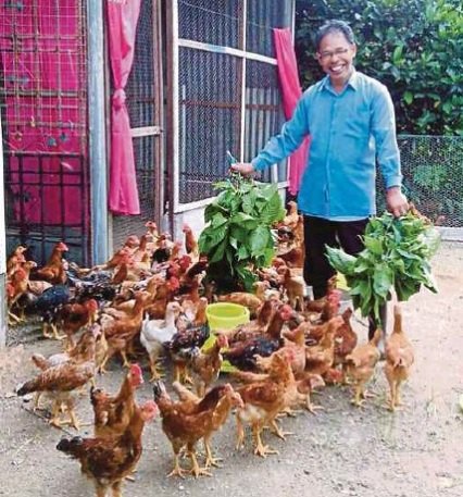 DAUN KETUM – SIHATKAN AYAM