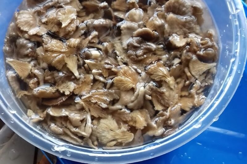 Cendawan Kukur @ Scizophyllum commune