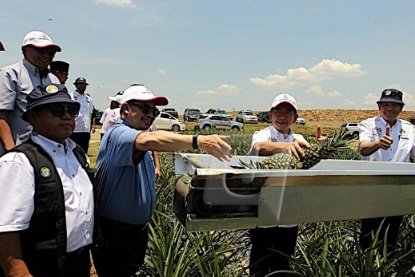 JCORP EKSPORT NANAS MD2