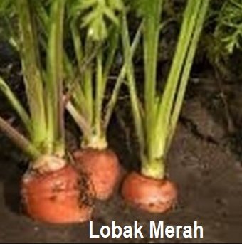 MENANAM LOBAK MERAH – MUDAHNYA!