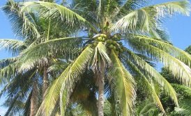 BADAN KHAS JAGA KELAPA DI MALAYSIA