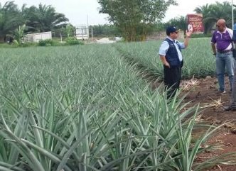 TANAH TERBIAR – DIBANGUNKAN?