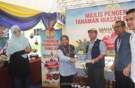 PENGENALAN BROMELIADS DI MAHA 2018
