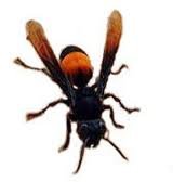 SERANGAN TEBUAN – MEMBAWA MAUT