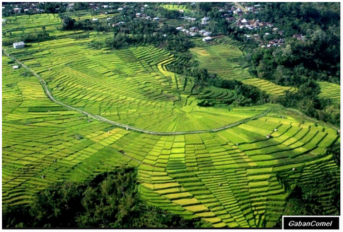 Sawah Padi Seperti Sarang Labah labah.
