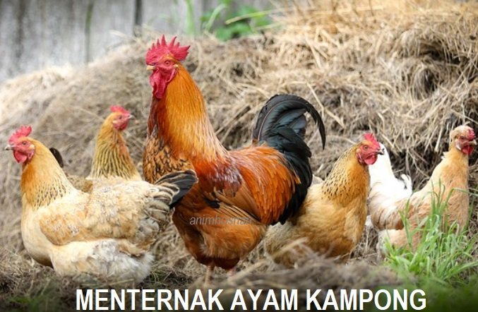 MENTERNAK DAN BAKA AYAM KAMPONG