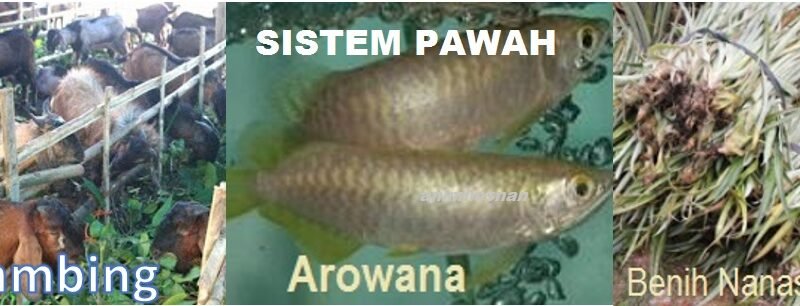 SISTEM PAWAH – APA DIA?