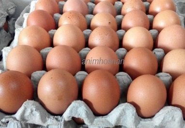 ISU HARGA TELUR AYAM – MAHAL?