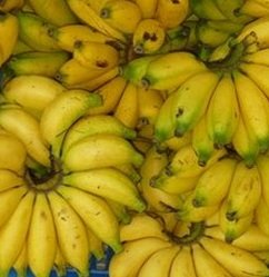 PISANG MASAK 40 HARI