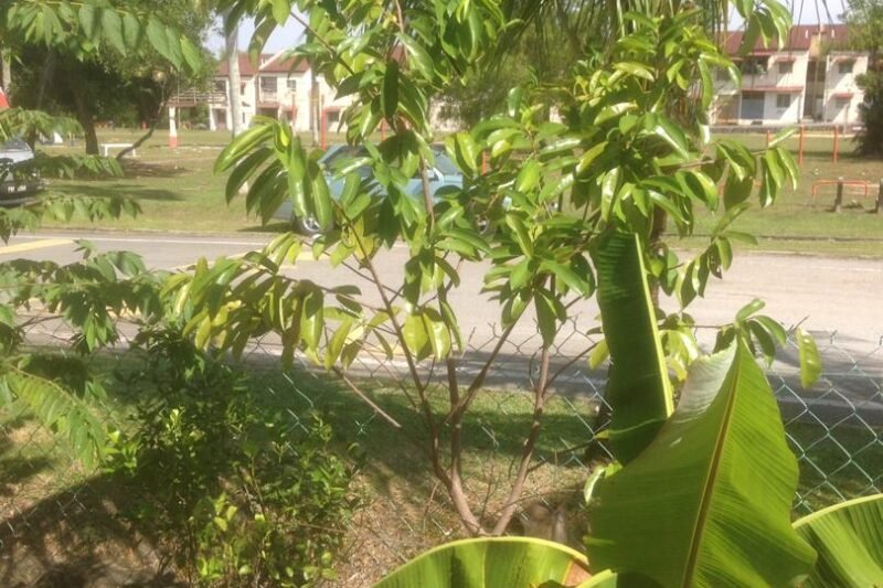 Durian Belanda Sudah Berbunga