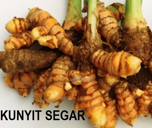 KEHEBATAN KUNYIT (Part 1)