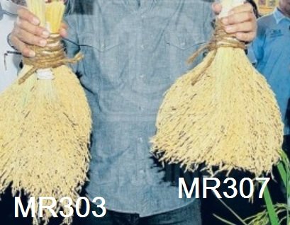 LANCAR VARIETI PADI BARU 303 DAN 307