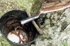 HARGA GETAH MERUDUM – LAPOR MEDIA