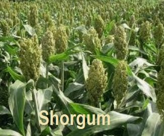 SHORGUM – DITANAM DI INDONESIA