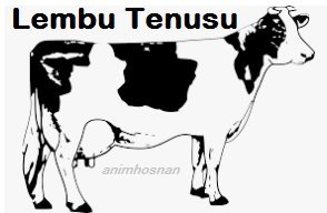 CABARAN TERNAK LEMBU TENUSU