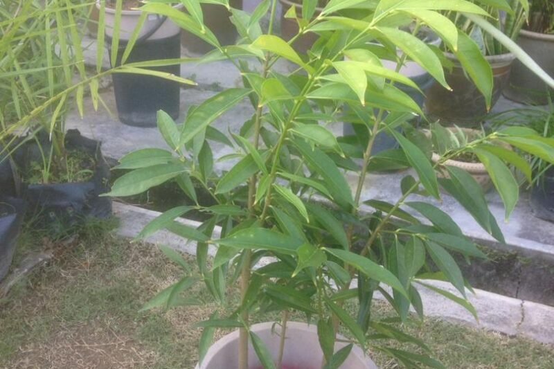 Alihkan Pokok Mahkota Dewa