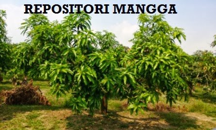 VARIETI – MANGGA BELUM DAFTAR