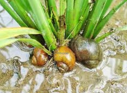 SIPUT GONDANG DAN TEKNIK KAWALAN