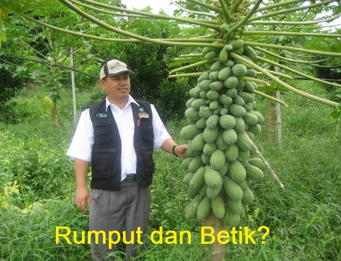 RUMPUT DAN LALANG