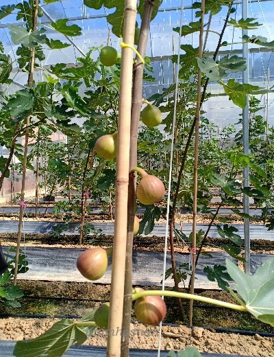 TANAMAN FIG DI JANDA BAIK