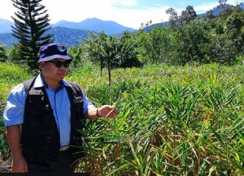 HALIA BENTONG – TINJAUAN TENIKAL