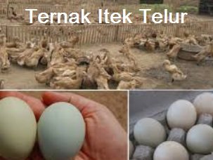 MENTERNAK ITEK TELUR – LAPOR MEDIA