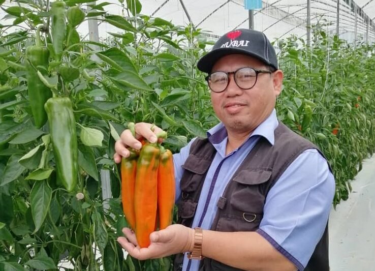 CILI PALERMO – SWEET CHILI