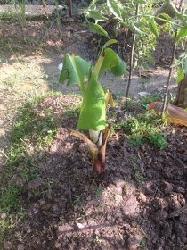Pisang Renek / Rendah / Serendah Sudah Berjantung