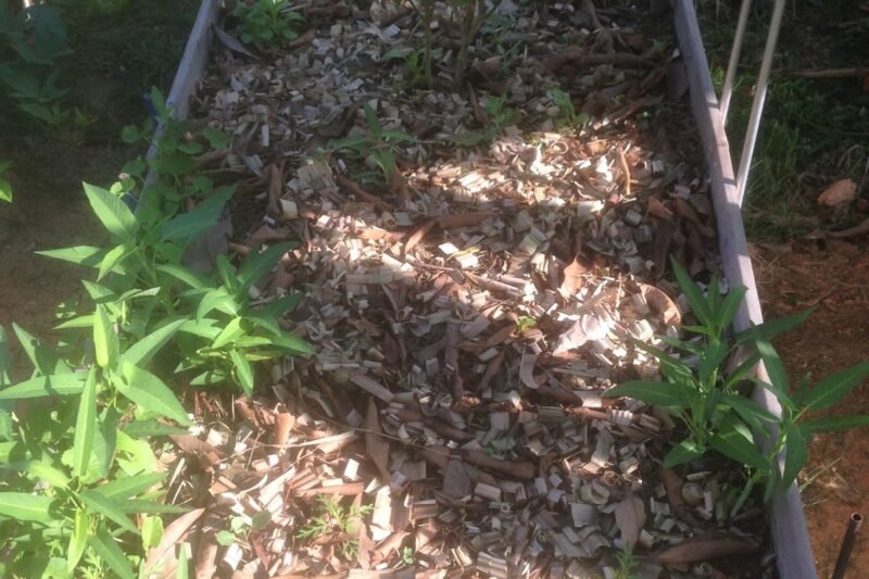 Alihkan Lagi Pokok Pisang Renek Ke Batas Timbun