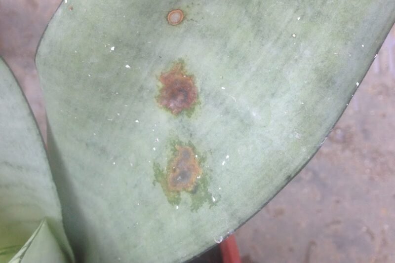Penyakit Bintik Pusar ( Antraknos ) Pada Pokok Lidah Mertua ( Sansevieria )