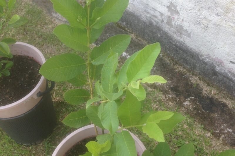 Putik Bunga Jambu Batu Tanpa Biji