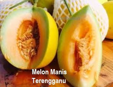MELON MANIS TERENGGANU (MMT) – APA DIA?