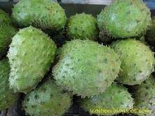 DURIAN BELANDA – SEMAKIN MAHAL