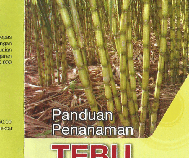 Manual Penanaman Tebu