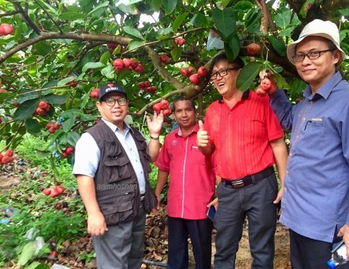 JAMBU AIR DAN AGROTOURISM DI LABIS