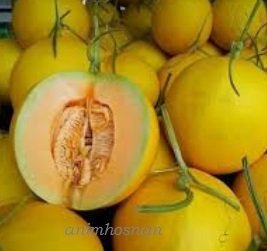 MELON MANIS TERENGGANU – LAPOR MEDIA