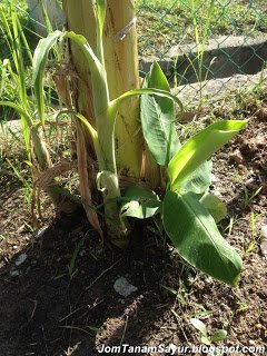 jomtanamsayur.blogspot.com