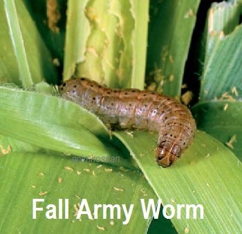 FALL ARM WORM – ANCAM TANAMAN