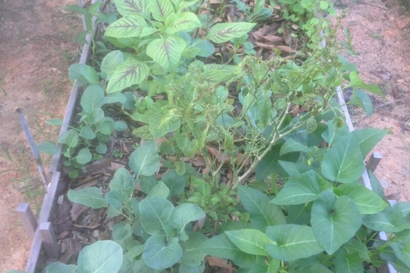 Batas Timbun Sebagai Tapak Semaian