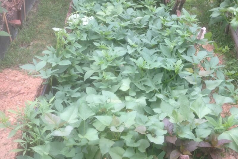 Pancang Pokok Ubi Keledek