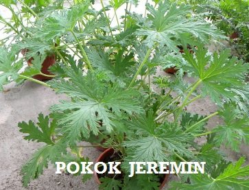 POKOK JEREMIN – HALAU NYAMOK