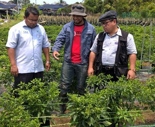 USAHAWAN B40 CILI CENTIL DI MUAR