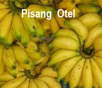 PISANG OTEL – APA DIA?