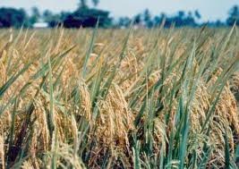 STATUS INDUSTRI PADI – KAJIAN KRI