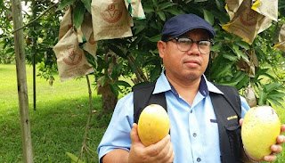 HARUMANIS BERSTATUS 'GI'