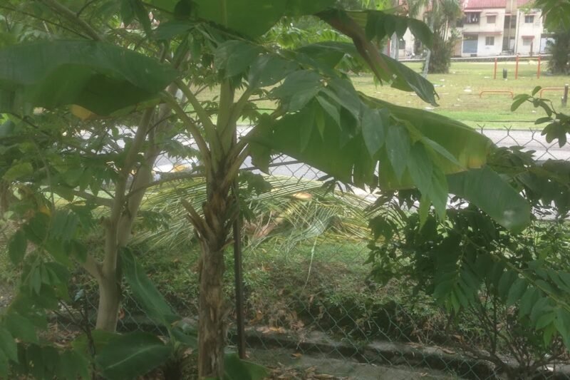 Pisang Tanduk Sudah Berbuah