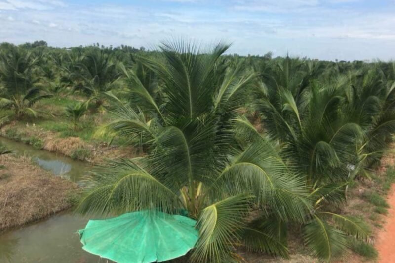 TANAM KELAPA WANGI DI THAILAND