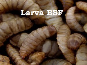 KENAPA HARUS TERNAK BSF?.