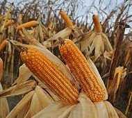 STATUS INDUSTRI JAGUNG BIJIAN DI MALAYSIA